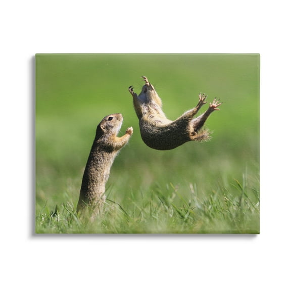 Stupell Industries Prairie Dogs Photography Animals & Insects Photography Gallery Wrapped Canvas Art Print Wall Art, 20 x 16