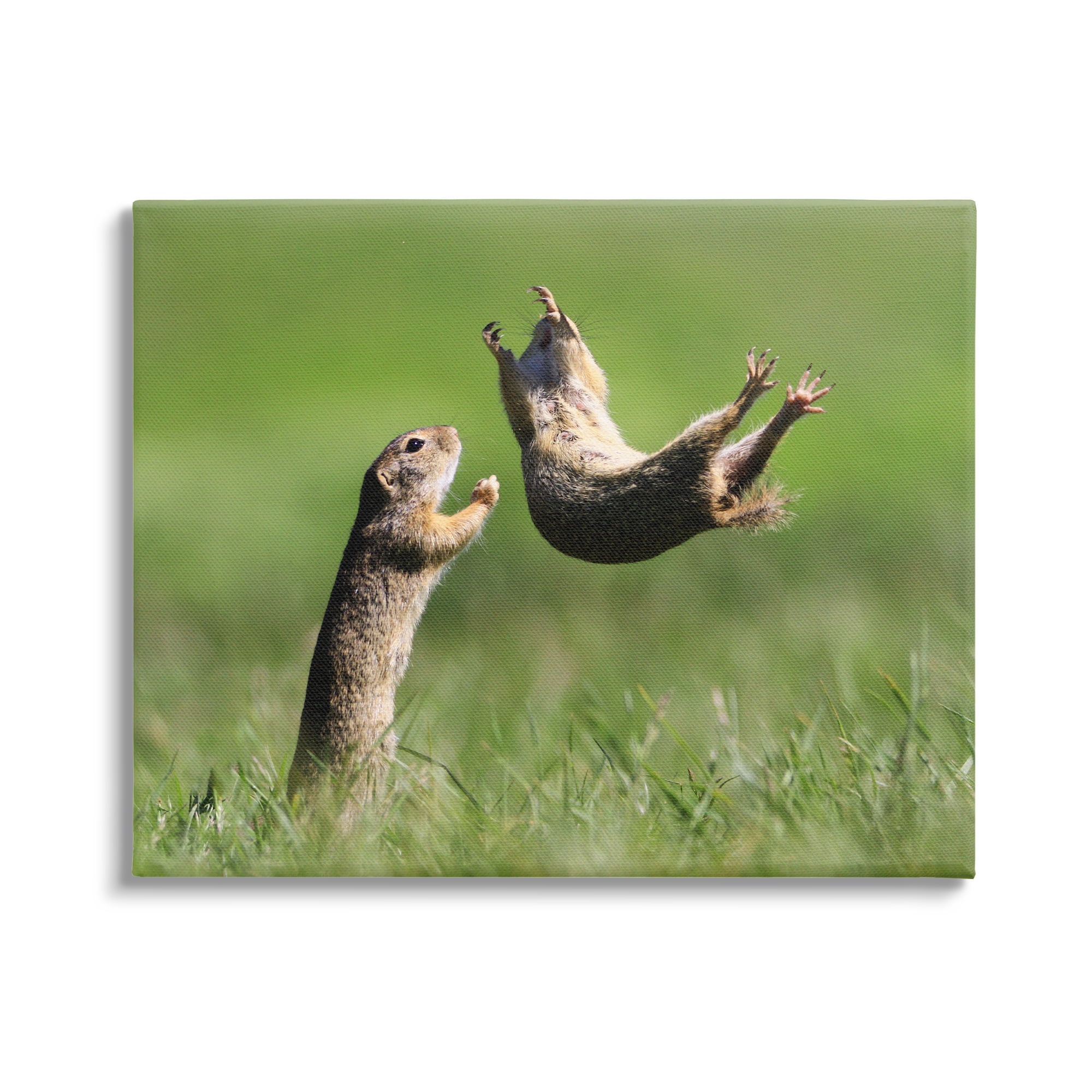 Stupell Industries Prairie Dogs Photography Animals & Insects Photography Gallery Wrapped Canvas Art Print Wall Art, 40 x 30