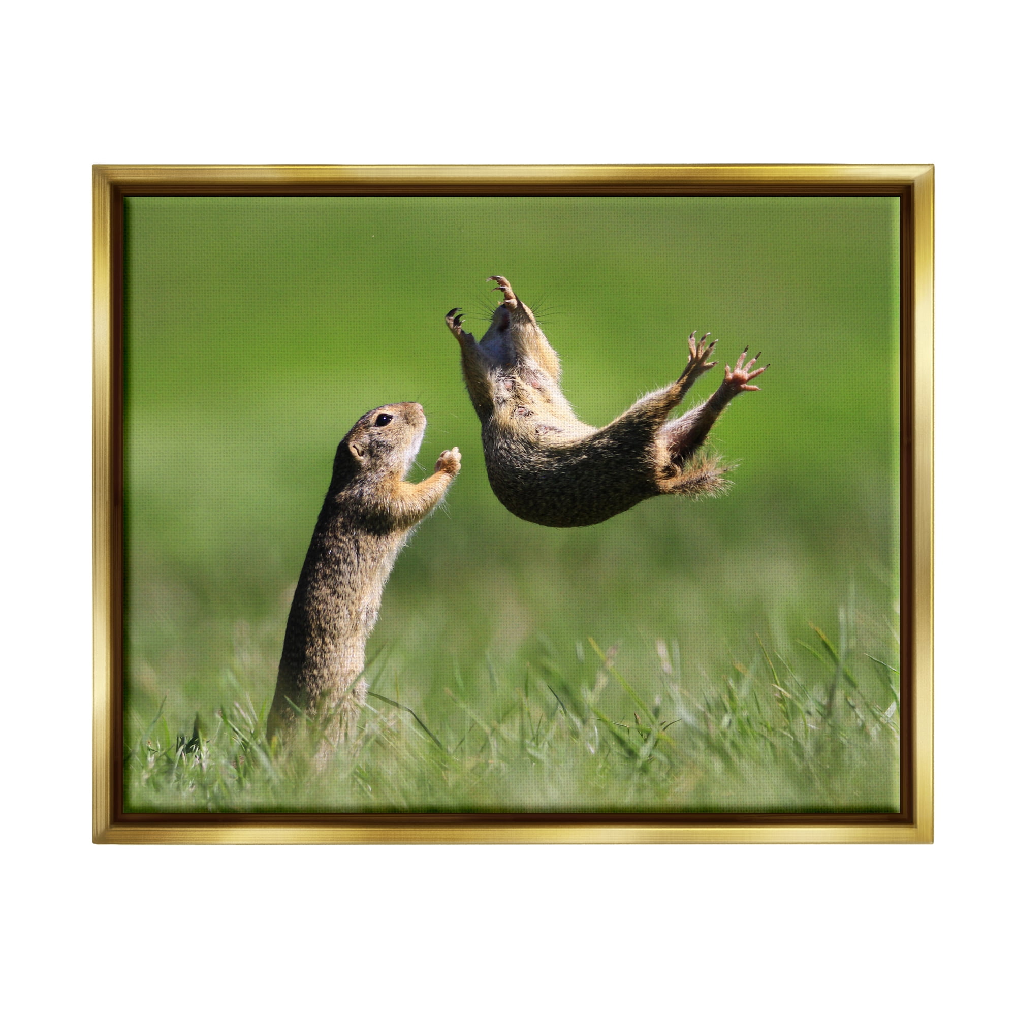 Stupell Industries Prairie Dogs Photography Animals & Insects Photography Gold Floater Framed Canvas Art Print Wall Art, 21 x 17