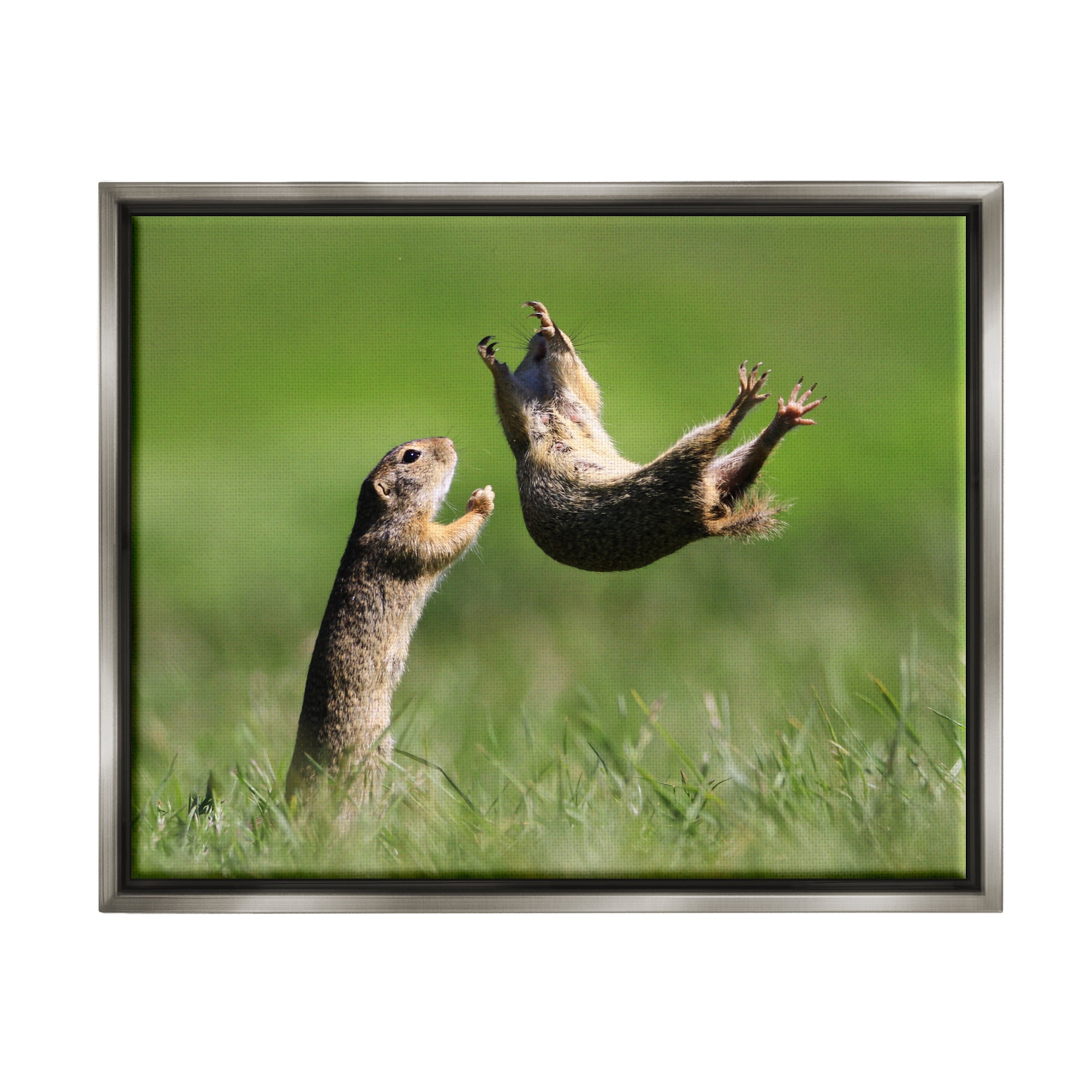 Stupell Industries Prairie Dogs Photography Animals & Insects Photography Gray Floater Framed Canvas Art Print Wall Art, 21 x 17