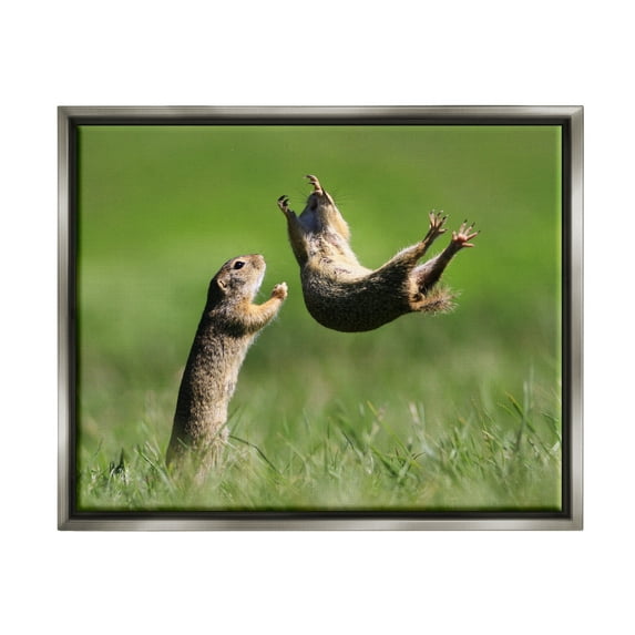 Stupell Industries Prairie Dogs Photography Animals & Insects Photography Gray Floater Framed Canvas Art Print Wall Art, 31 x 25