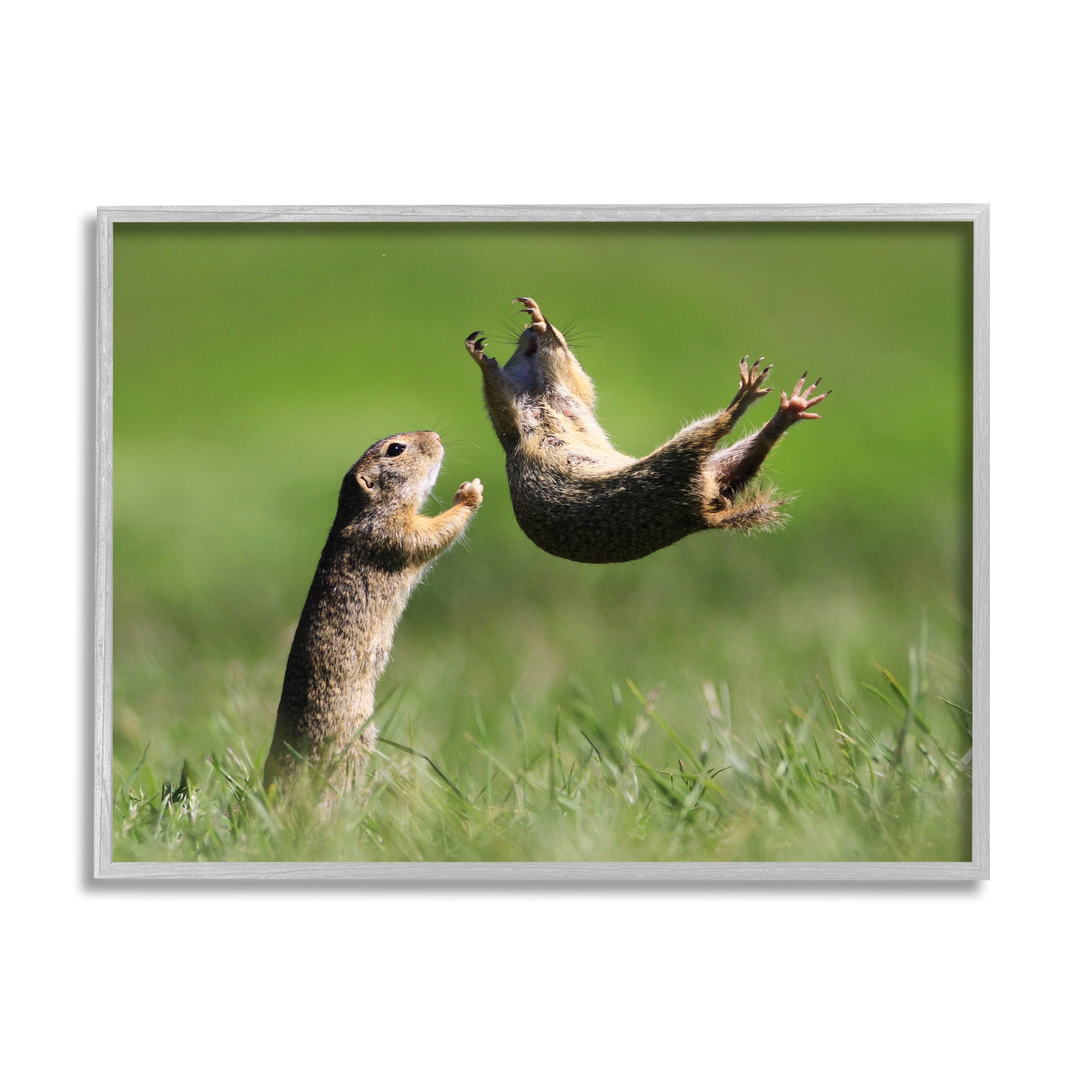 Stupell Industries Prairie Dogs Photography Animals & Insects Photography Gray Framed Art Print Wall Art, 20 x 16