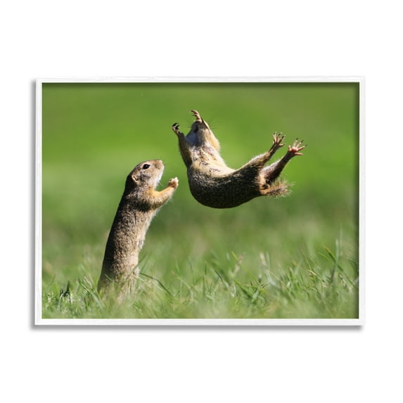 Stupell Industries Prairie Dogs Photography Animals & Insects Photography White Framed Art Print Wall Art, 20 x 16