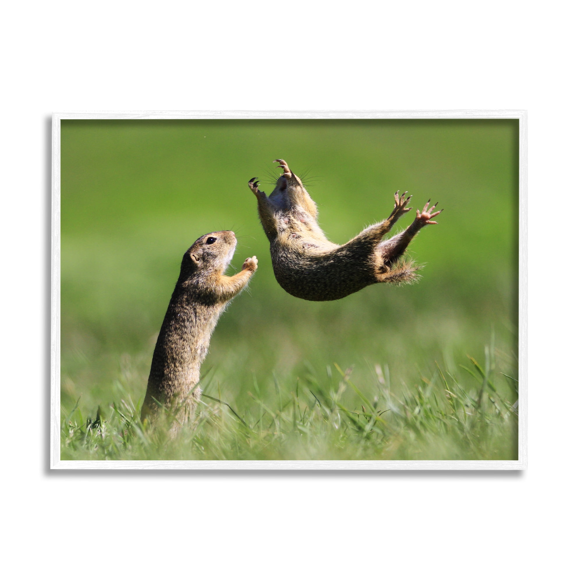 Stupell Industries Prairie Dogs Photography Animals & Insects Photography White Framed Art Print Wall Art, 30 x 24