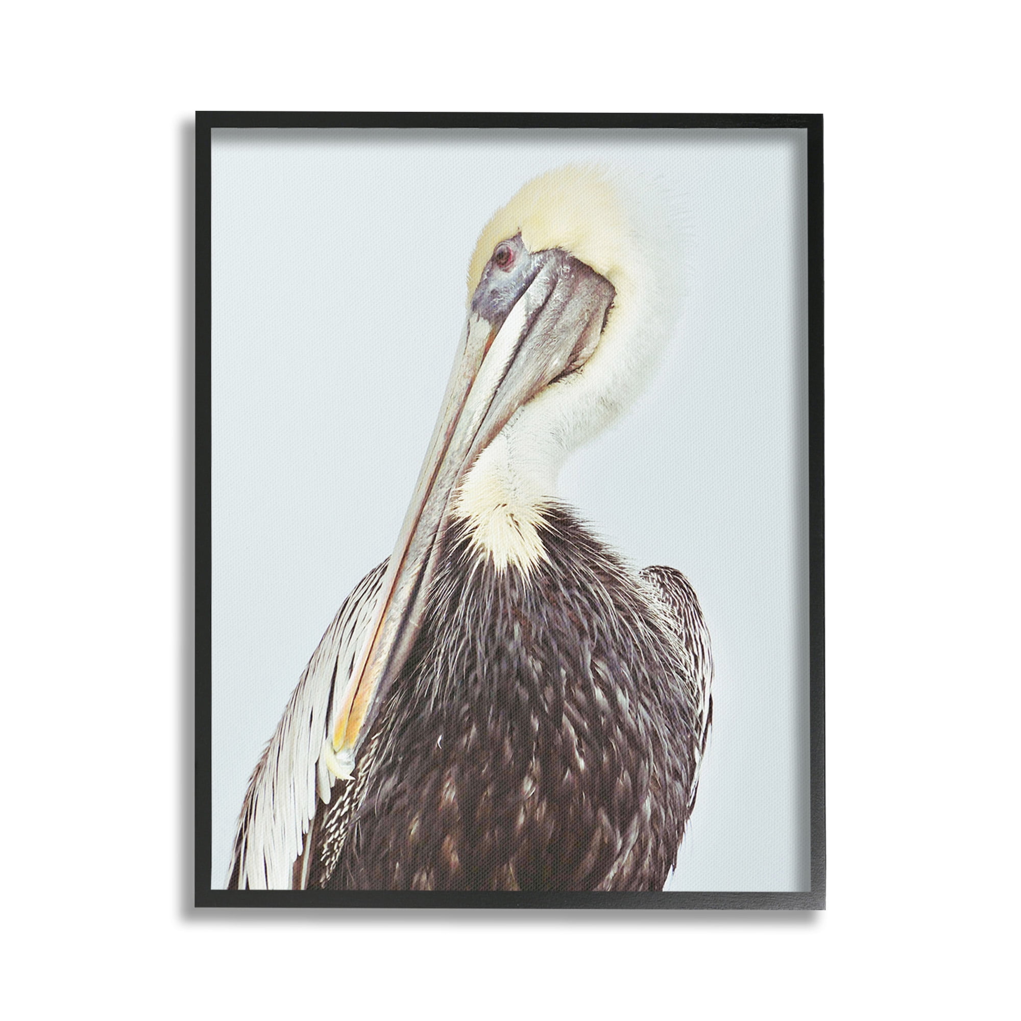 Stupell Industries Preening Pelican Photography Animals & Insects Painting Black Framed Art Print Wall Art, 16 x 20