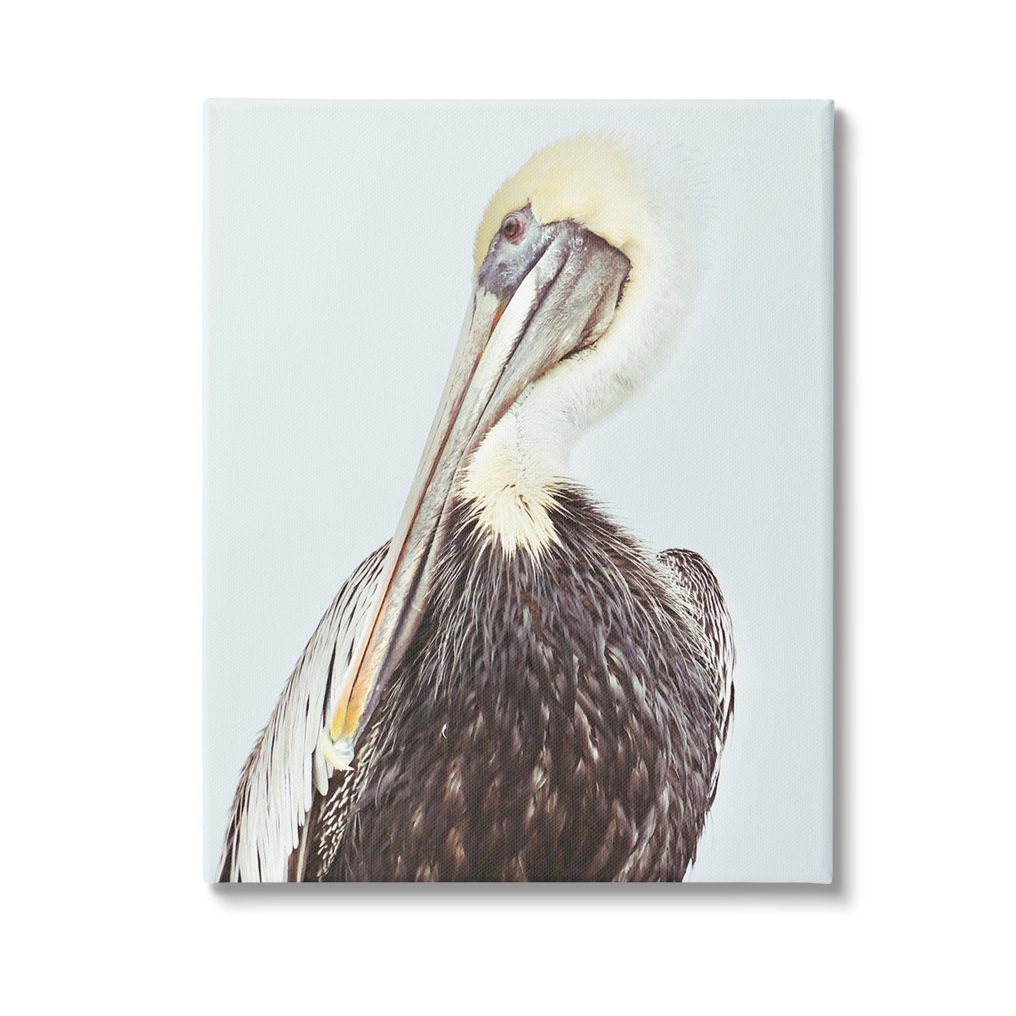 Stupell Industries Preening Pelican Photography Animals & Insects Painting Gallery Wrapped Canvas Art Print Wall Art, 30 x 40