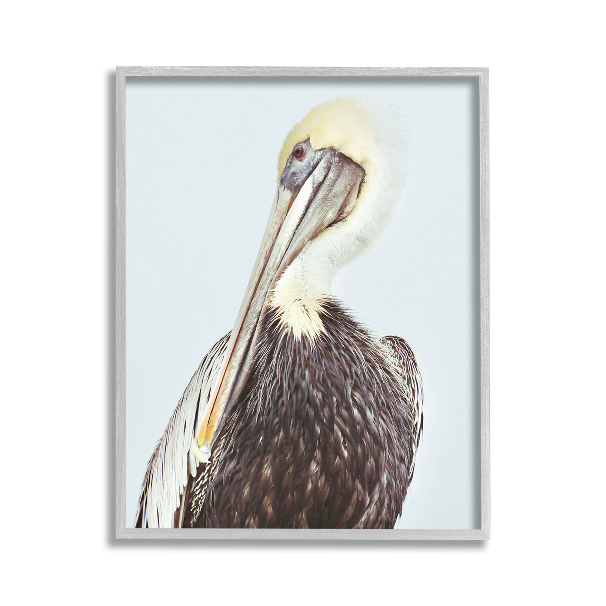 Stupell Industries Preening Pelican Photography Animals & Insects Painting Gray Framed Art Print Wall Art, 11 x 14