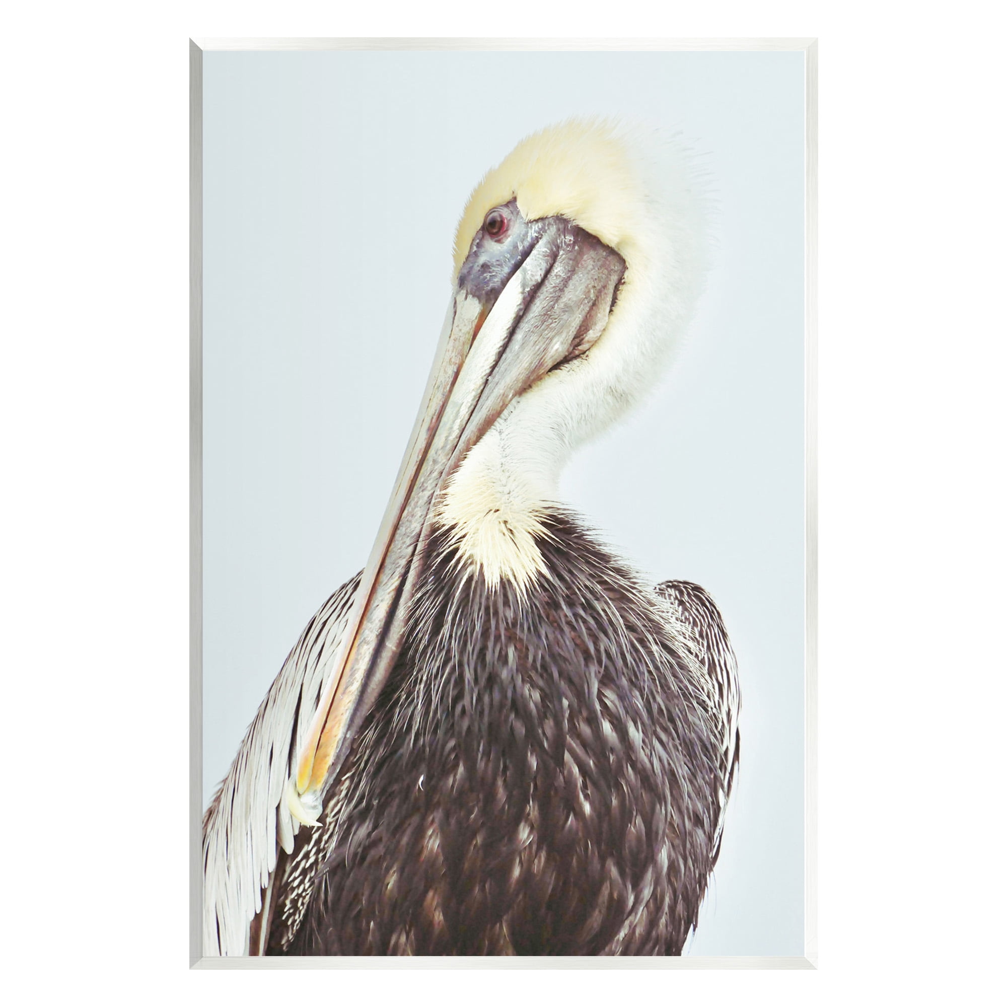 Stupell Industries Preening Pelican Photography Animals & Insects Painting Unframed Art Print Wall Art, 13 x 19