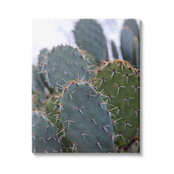 Stupell Industries Prickly Cactus Thorns Close Up Photography Desert Vegetation Photograph Gallery Wrapped Canvas Print Wall Art, Design by Jeff Poe Photography