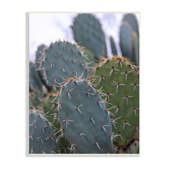 Stupell Industries Prickly Cactus Thorns Close Up Photography Desert Vegetation Photograph Unframed Art Print Wall Art, Design by Jeff Poe Photography