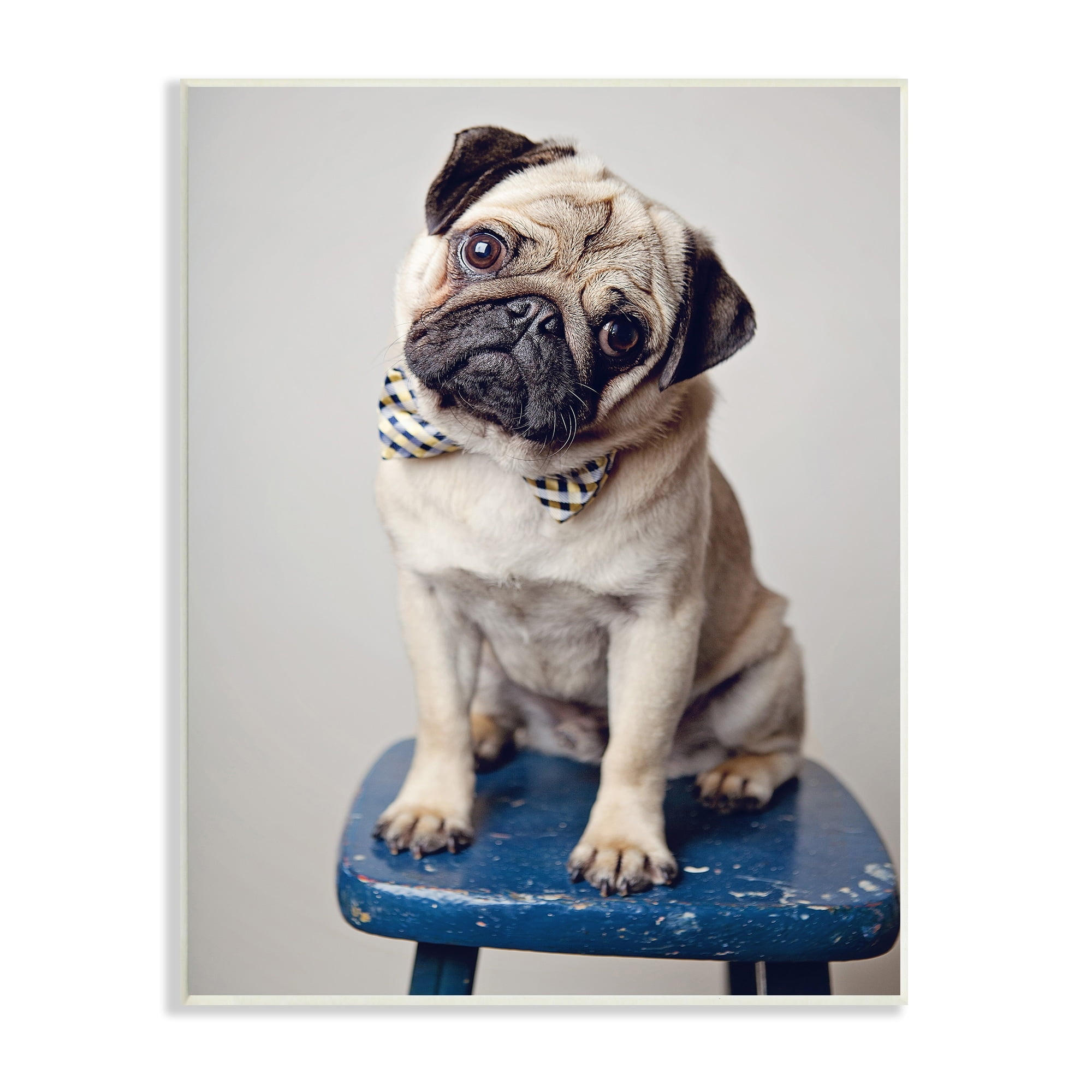 Stupell Industries Pug Bow Tie Blue Stool Pet Portrait Photography, 13 x 19, Design by Michele Reed
