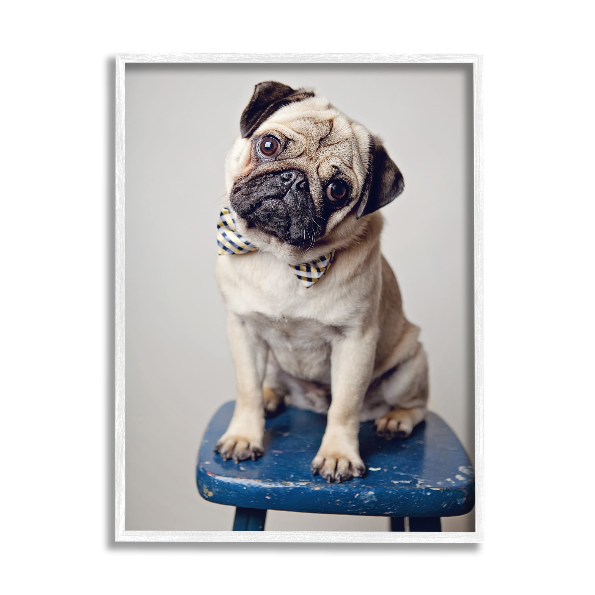 Stupell Industries Pug Bow Tie Blue Stool Pet Portrait Photography, 24 x 30, Design by Michele Reed