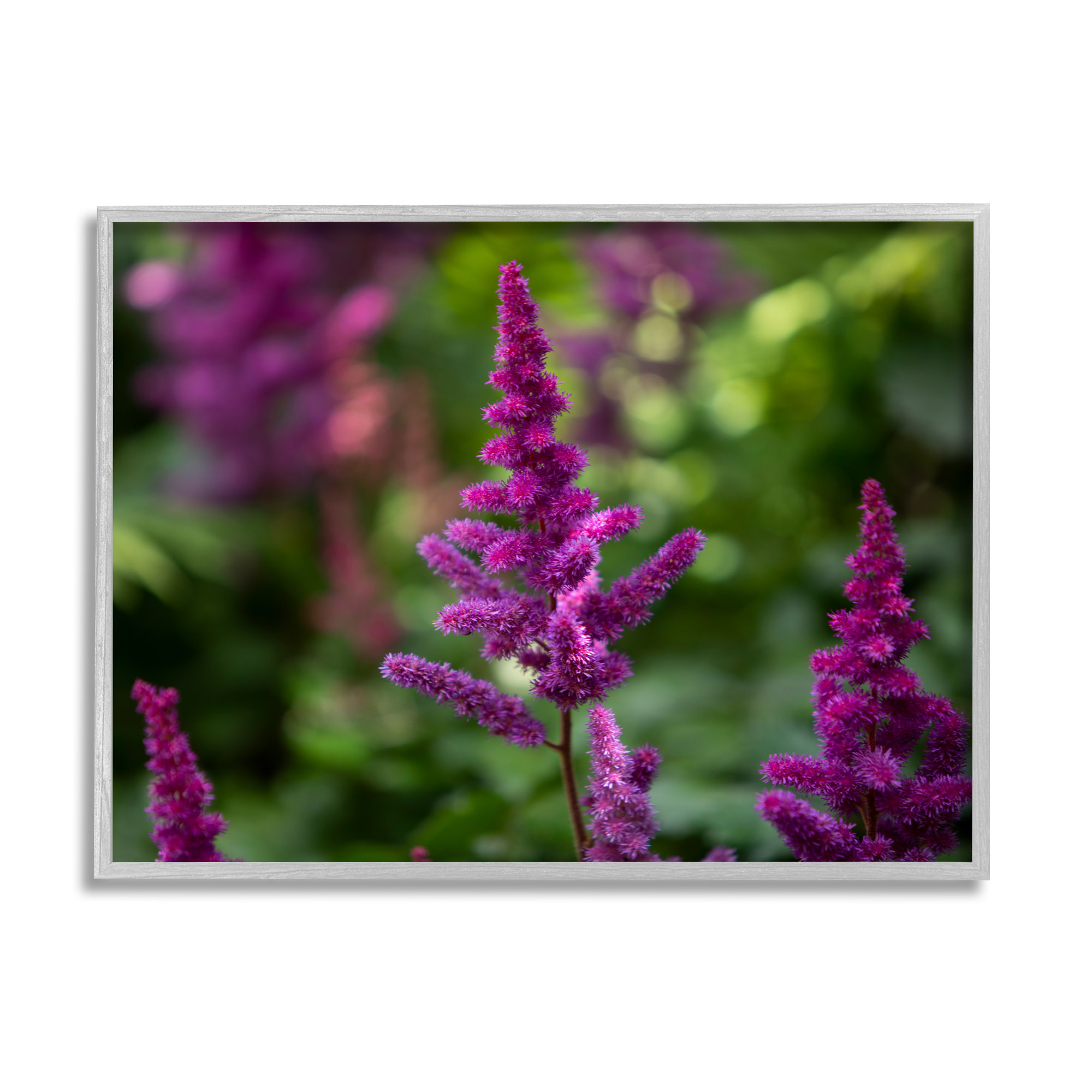 Stupell Industries Purple Flower in Nature Botanical & Floral Photography Gray Framed Art Print Wall Art, 20 x 16