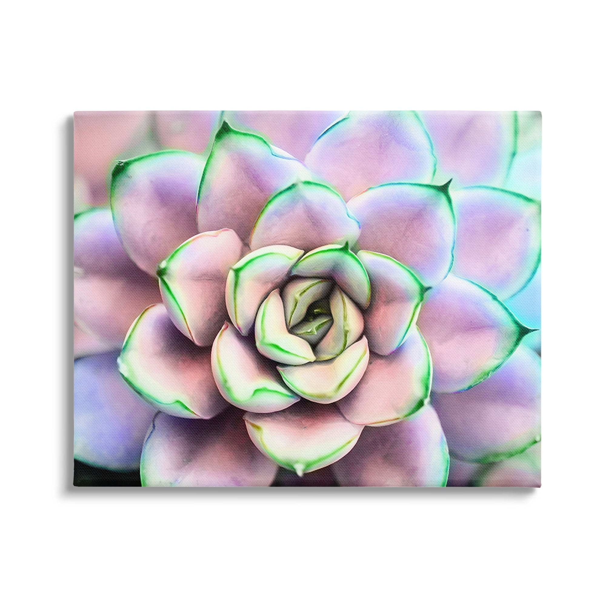 Stupell Industries Purple & Green Succulent Petals Botanical & Floral Photography Gallery Wrapped Canvas Print Wall Art