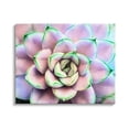 thumbnail image 1 of Stupell Industries Purple & Green Succulent Petals Botanical & Floral Photography Gallery Wrapped Canvas Print Wall Art, 1 of 5