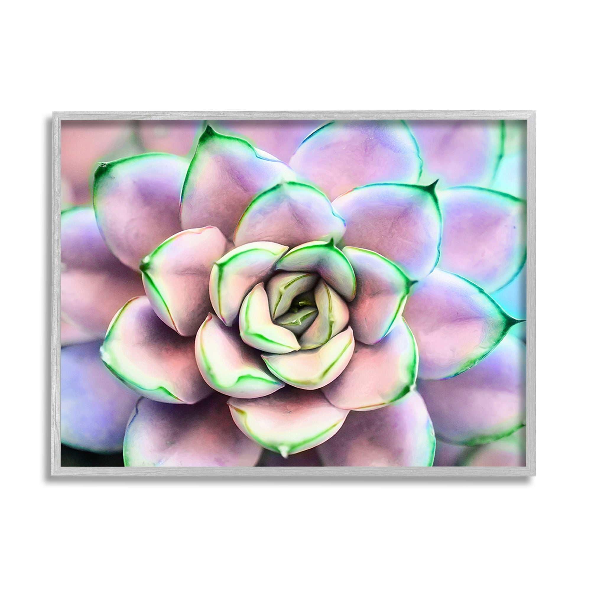 Stupell Industries Purple & Green Succulent Petals Botanical & Floral Photography Gray Framed Art Print Wall Art