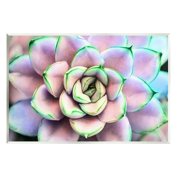 Stupell Industries Purple & Green Succulent Petals Botanical & Floral Photography Unframed Art Print Wall Art