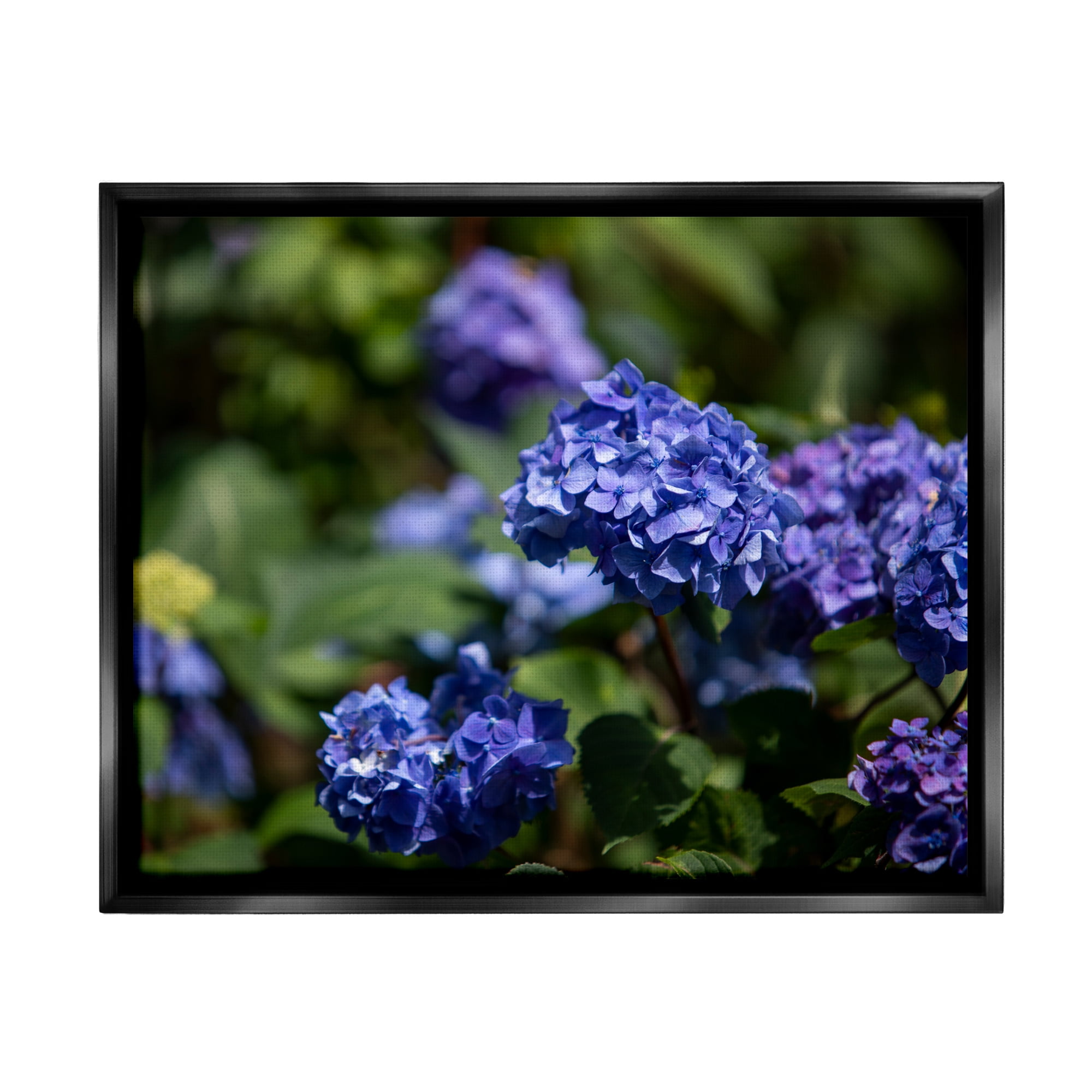 Stupell Industries Purple Hydrangea Photography Botanical & Floral Photography Black Floater Framed Art Print Wall Art, 31 x 25