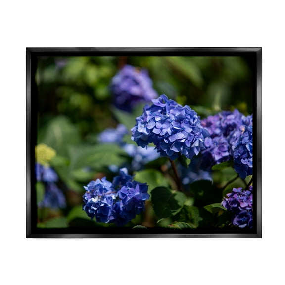Stupell Industries Purple Hydrangea Photography Botanical & Floral Photography Black Floater Framed Art Print Wall Art, 31 x 25