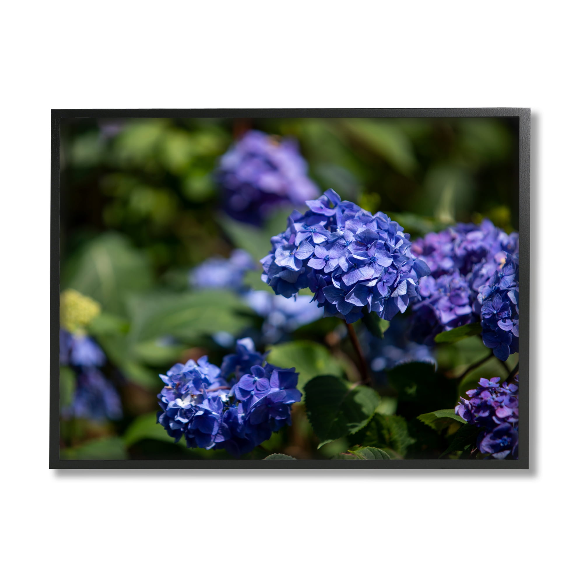 Stupell Industries Purple Hydrangea Photography Botanical & Floral Photography Black Framed Art Print Wall Art, 30 x 24