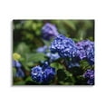thumbnail image 1 of Stupell Industries Purple Hydrangea Photography Botanical & Floral Photography Gallery Wrapped Canvas Print Wall Art, 30 x 24, 1 of 7