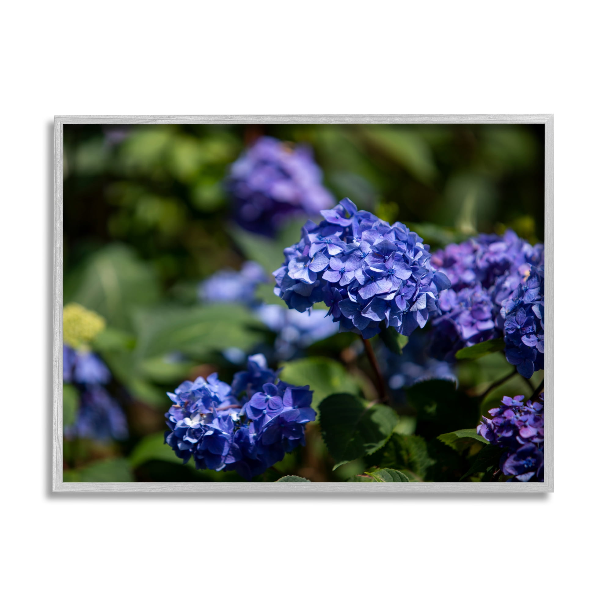 Stupell Industries Purple Hydrangea Photography Botanical & Floral Photography Gray Framed Art Print Wall Art, 14 x 11