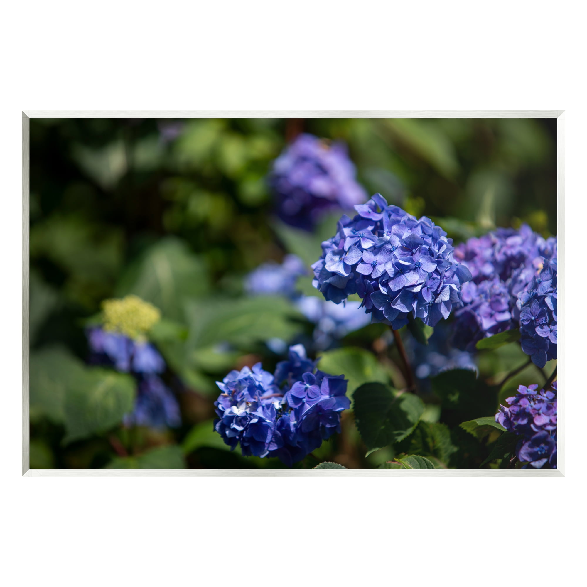 Stupell Industries Purple Hydrangea Photography Botanical & Floral Photography Unframed Art Print Wall Art, 19 x 13