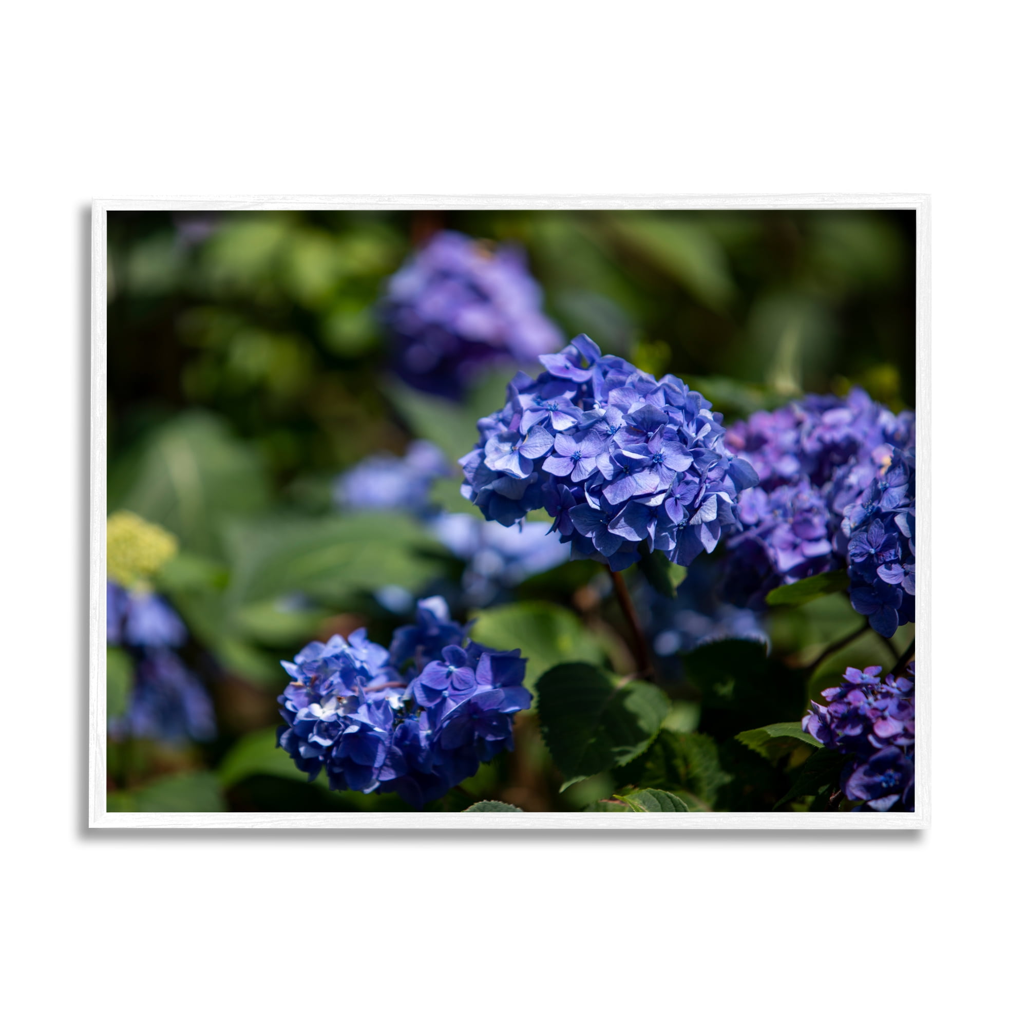 Stupell Industries Purple Hydrangea Photography Botanical & Floral Photography White Framed Art Print Wall Art, 20 x 16