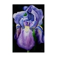 thumbnail image 1 of Stupell Industries Purple Iris Petals Floral Painting Wrapped Canvas Canvas Art Print Wall Art, 16 x 24, 1 of 7