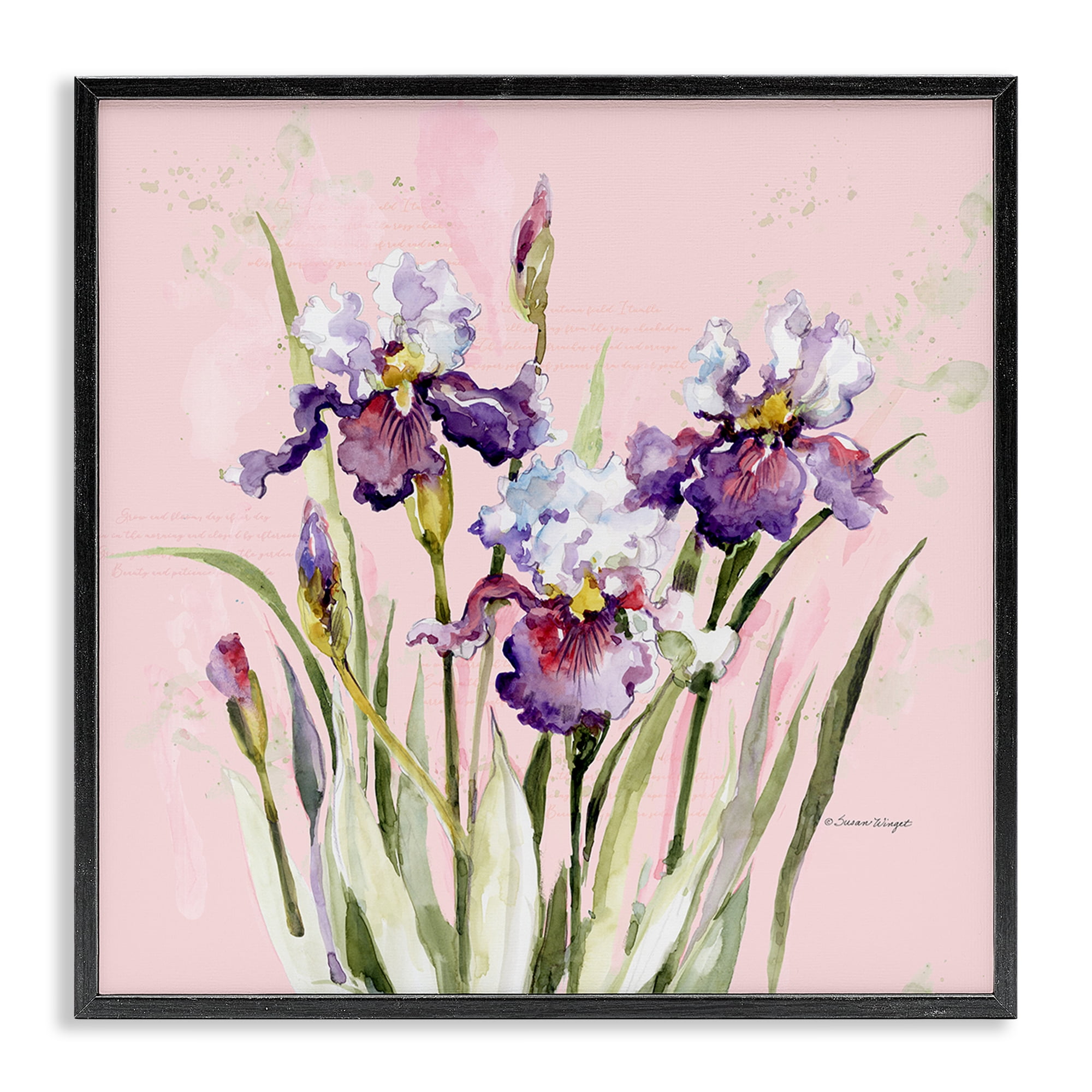 Stupell Industries Purple Irises on Pink Black Framed Giclee Art, design by Susan Winget