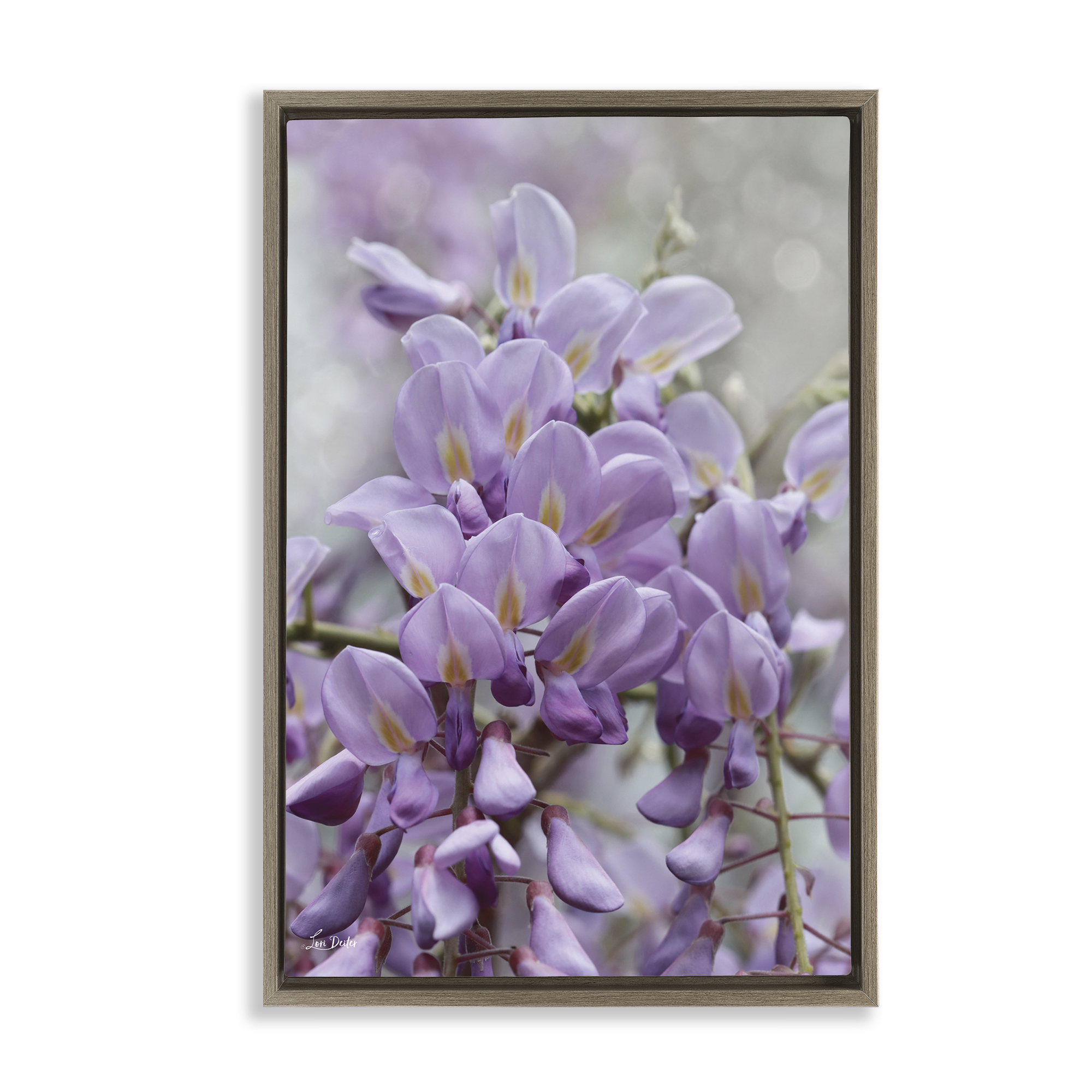 Stupell Industries Purple Orchid Petals Plants & Flowers Photography Brown Floater Framed Canvas Art Print Wall Art, 21 x 31