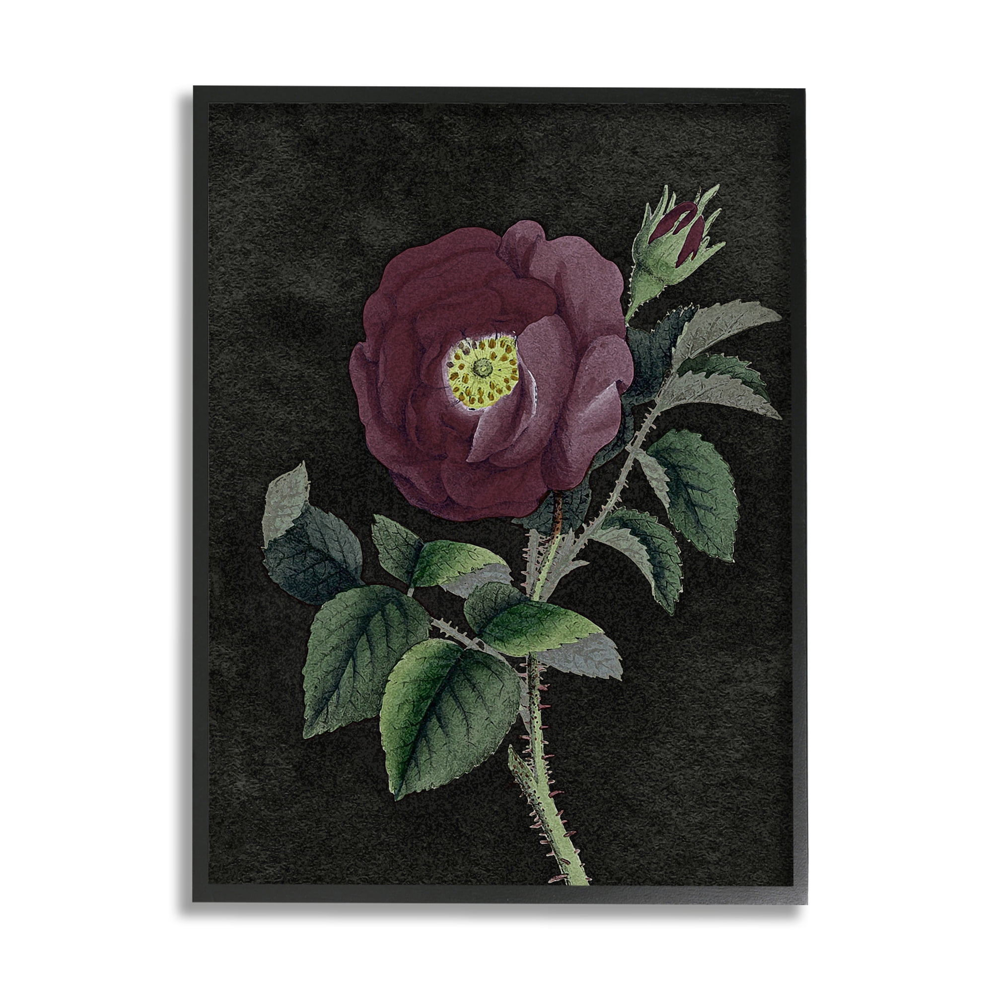 Stupell Industries Purple Poppy Vintage Illustration Thorne Flower Black Framed by Daphne Polselli