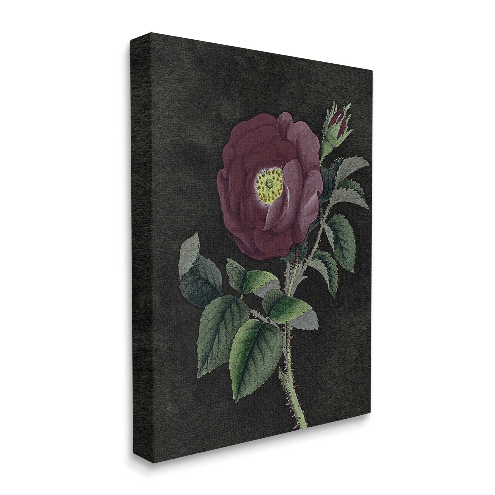 Stupell Industries Purple Poppy Vintage Illustration Thorne Flower Canvas Wall Art by Daphne Polselli