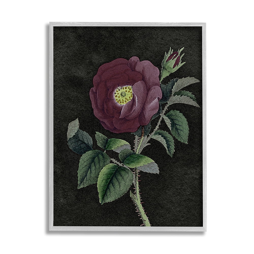 Stupell Industries Purple Poppy Vintage Illustration Thorne Flower Gray Framed by Daphne Polselli