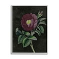 thumbnail image 1 of Stupell Industries Purple Poppy Vintage Illustration Thorne Flower Gray Framed by Daphne Polselli, 1 of 8