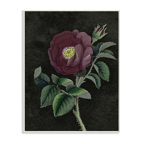 Stupell Industries Purple Poppy Vintage Illustration Thorne Flower Wall Plaque by Daphne Polselli