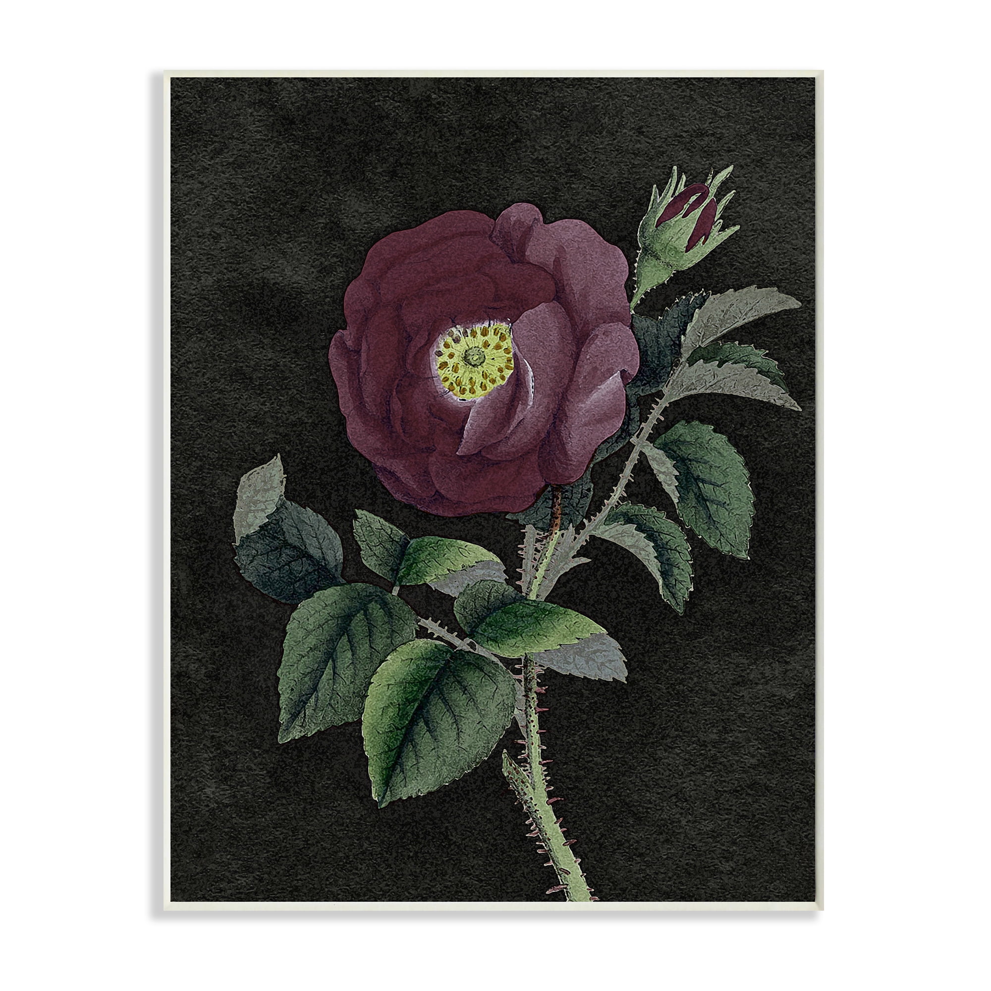 Stupell Industries Purple Poppy Vintage Illustration Thorne Flower Wall Plaque by Daphne Polselli