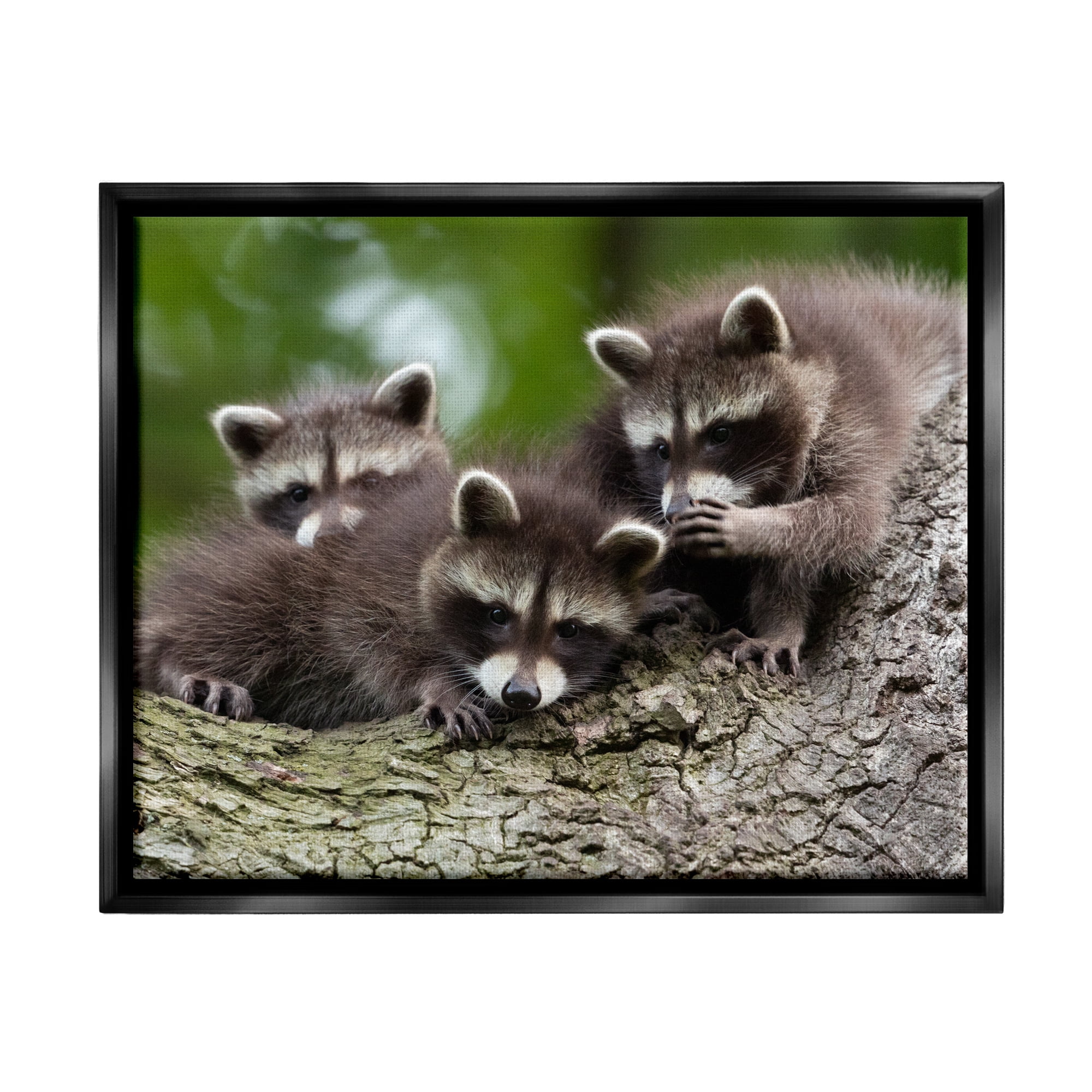 Stupell Industries Raccoon Babies in Tree Animals & Insects Photography Black Floater Framed Canvas Art Print Wall Art, 31 x 25