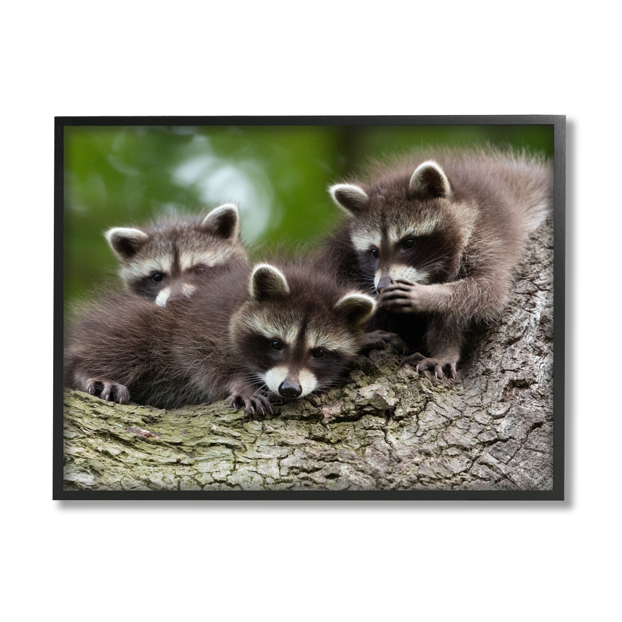 Stupell Industries Raccoon Babies in Tree Animals & Insects Photography Black Framed Art Print Wall Art, 20 x 16