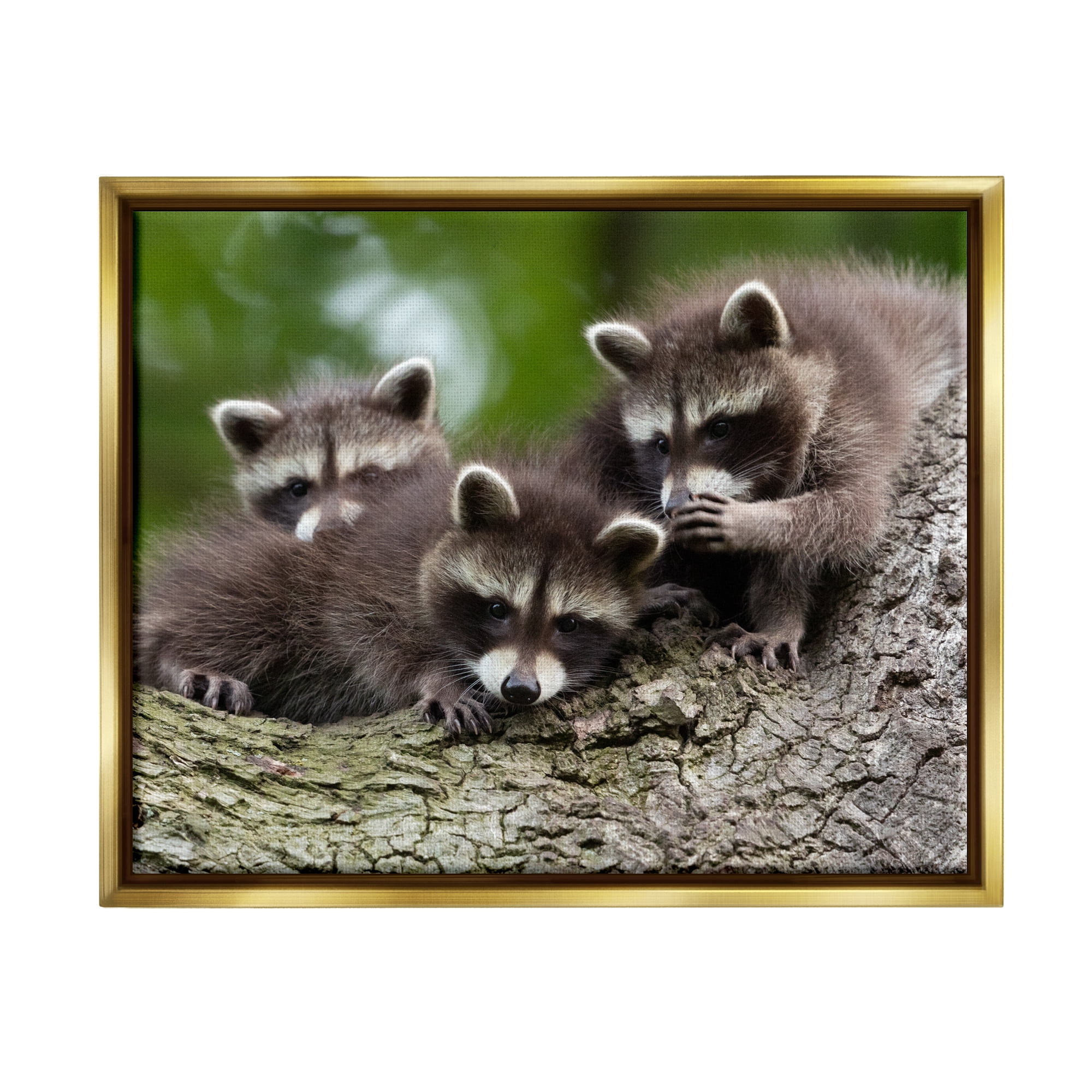 Stupell Industries Raccoon Babies in Tree Animals & Insects Photography Gold Floater Framed Canvas Art Print Wall Art, 31 x 25