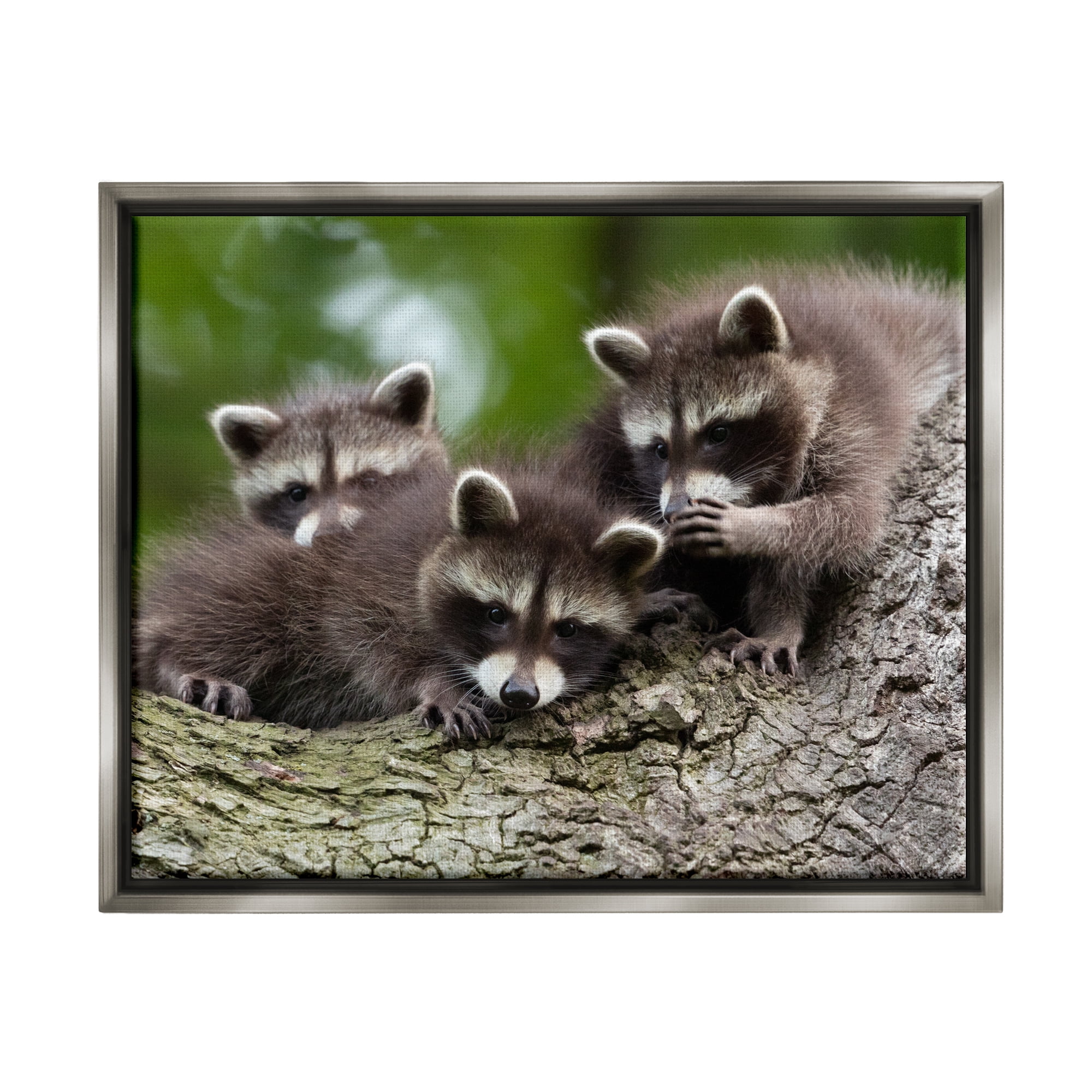Stupell Industries Raccoon Babies in Tree Animals & Insects Photography Gray Floater Framed Canvas Art Print Wall Art, 31 x 25