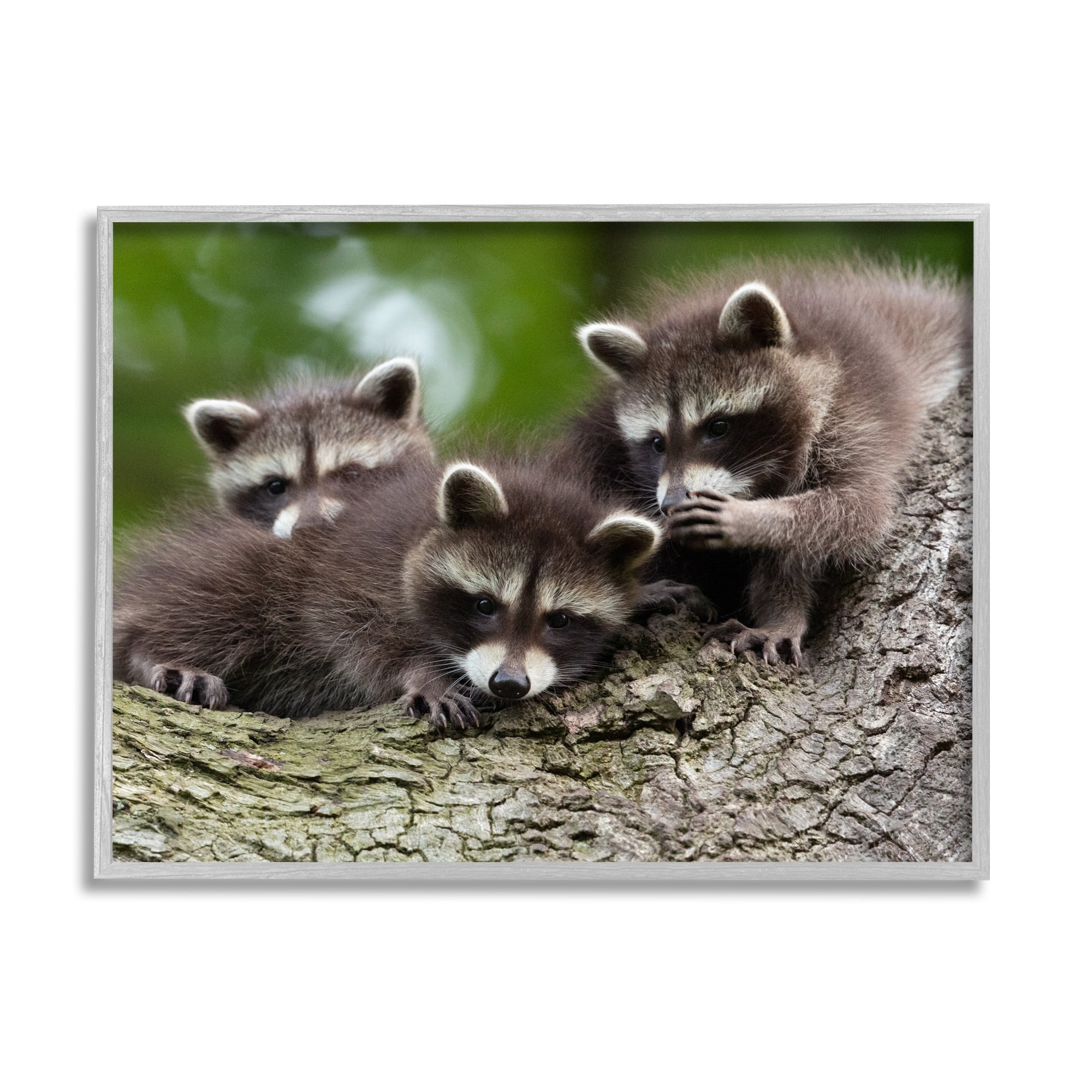 Stupell Industries Raccoon Babies in Tree Animals & Insects Photography Gray Framed Art Print Wall Art, 14 x 11