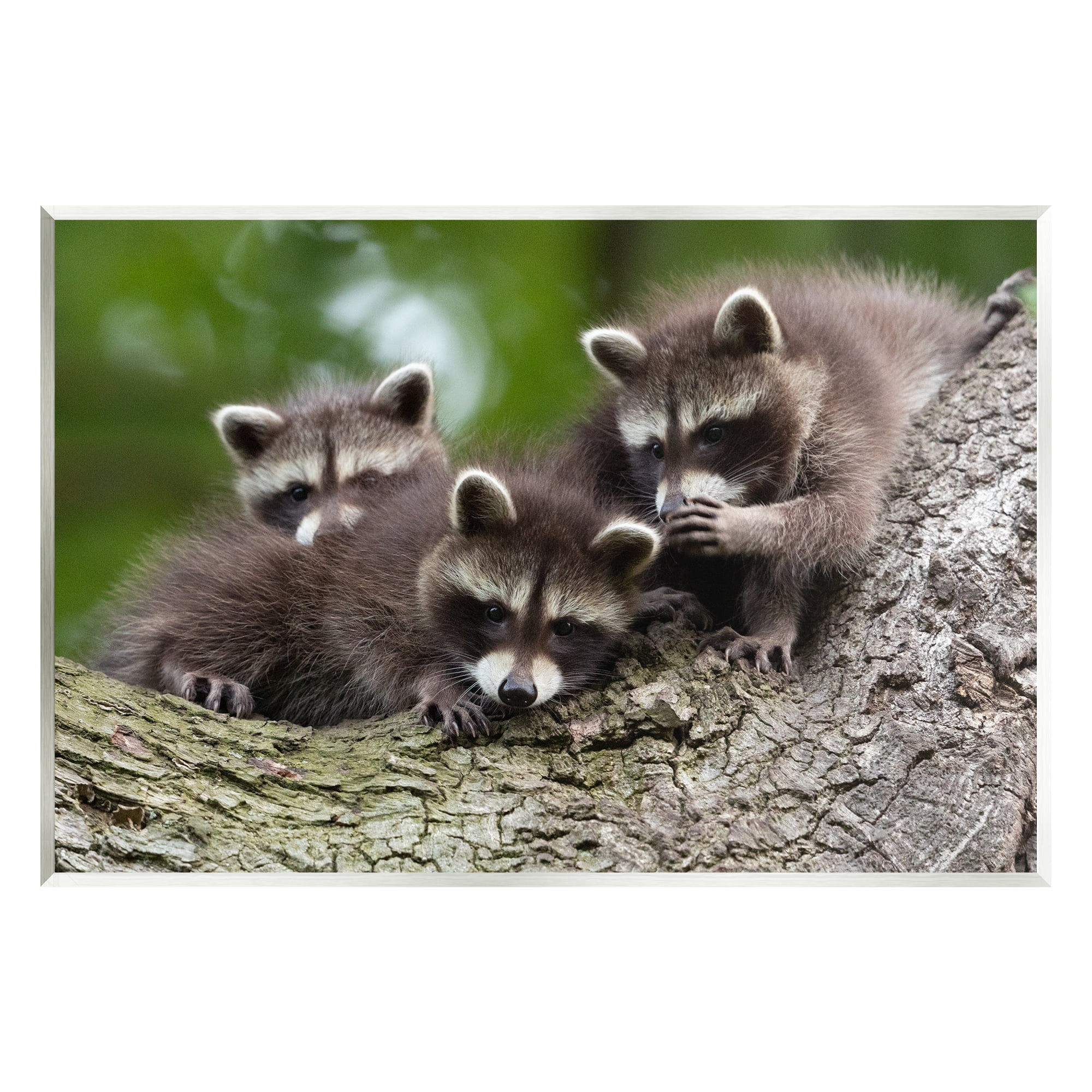 Stupell Industries Raccoon Babies in Tree Animals & Insects Photography Unframed Art Print Wall Art, 15 x 10