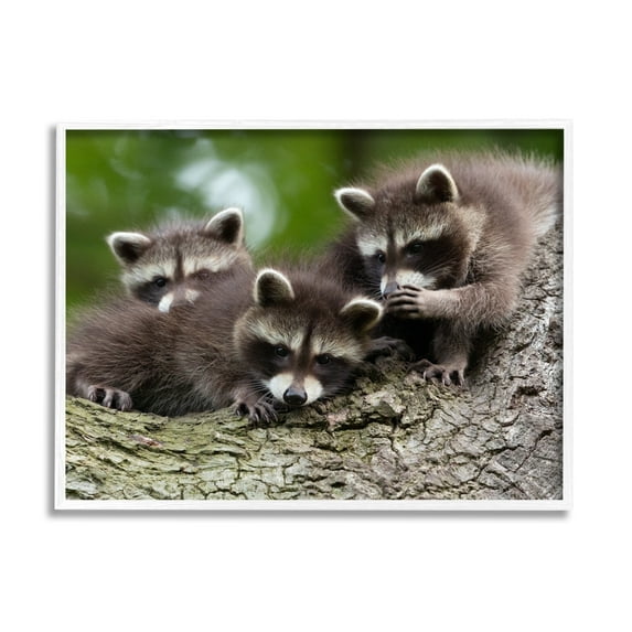 Stupell Industries Raccoon Babies in Tree Animals & Insects Photography White Framed Art Print Wall Art, 20 x 16