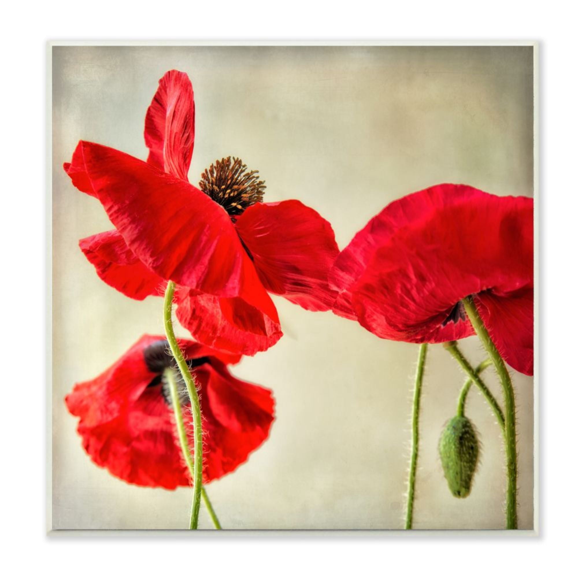 Stupell Industries Radiant Red Poppy Striking Floral Details Design by Dianne Poinski