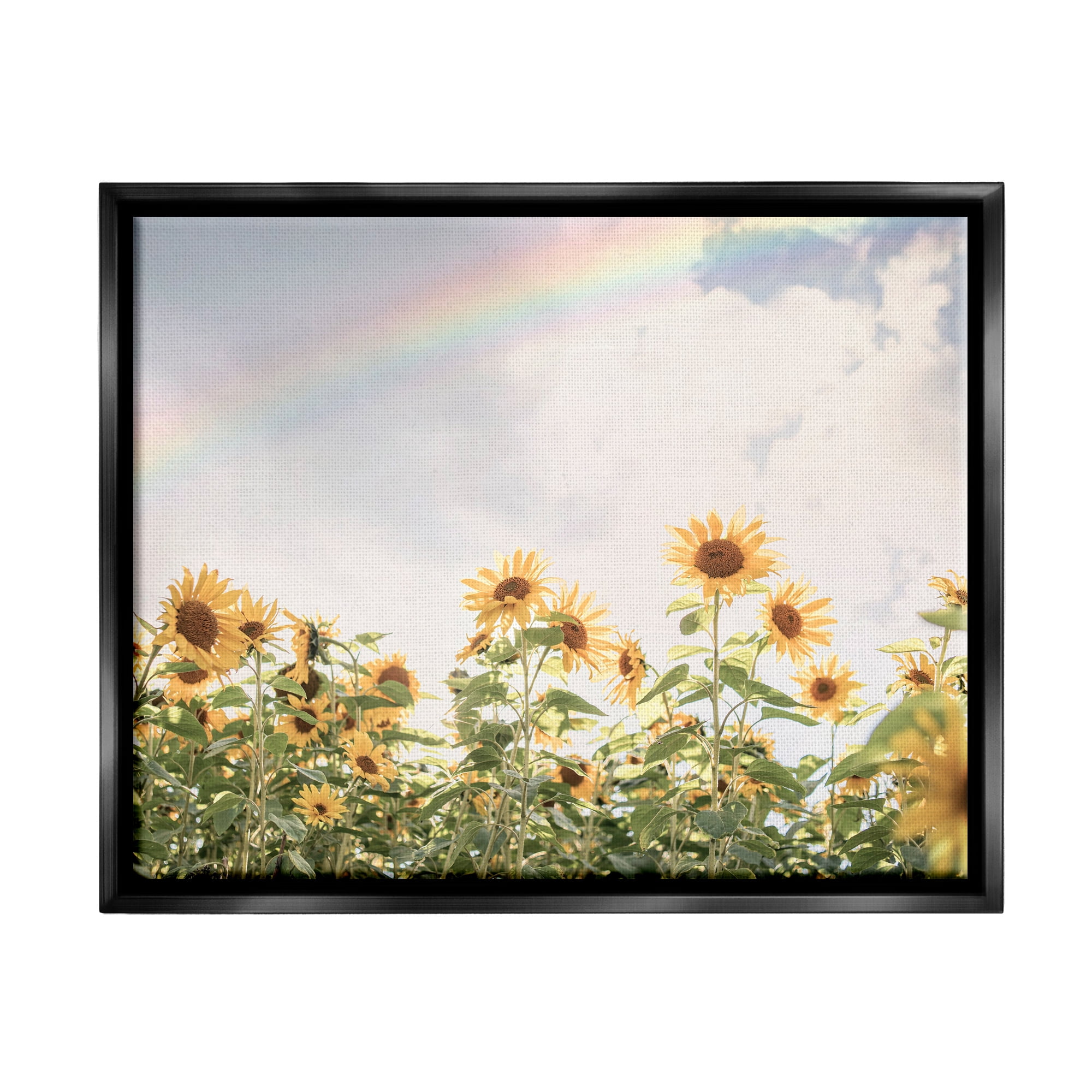 Stupell Industries Rainbow over Sunflowers Botanical & Floral Photography Black Floater Framed Art Print Wall Art, 31 x 25