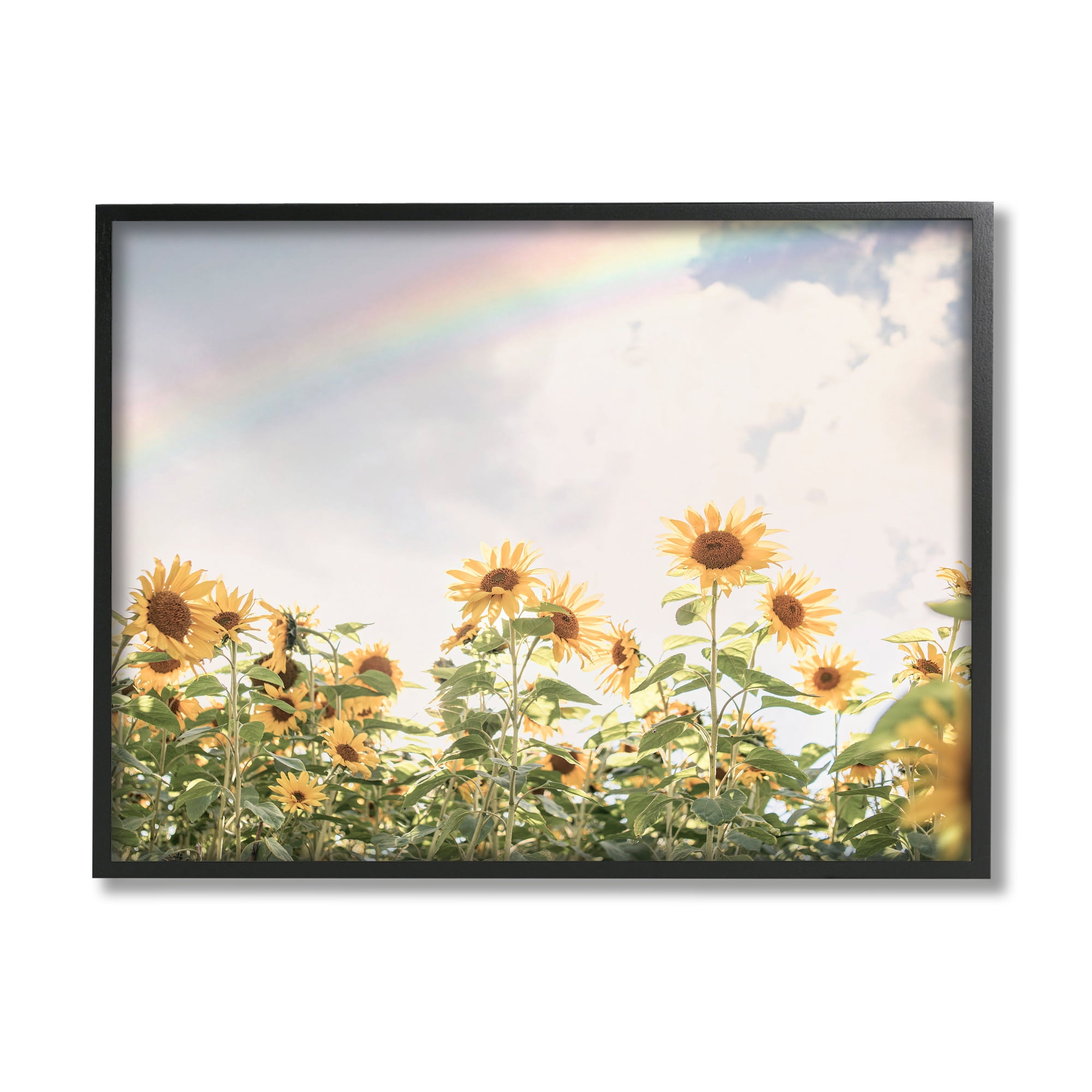 Stupell Industries Rainbow over Sunflowers Botanical & Floral Photography Black Framed Art Print Wall Art, 20 x 16