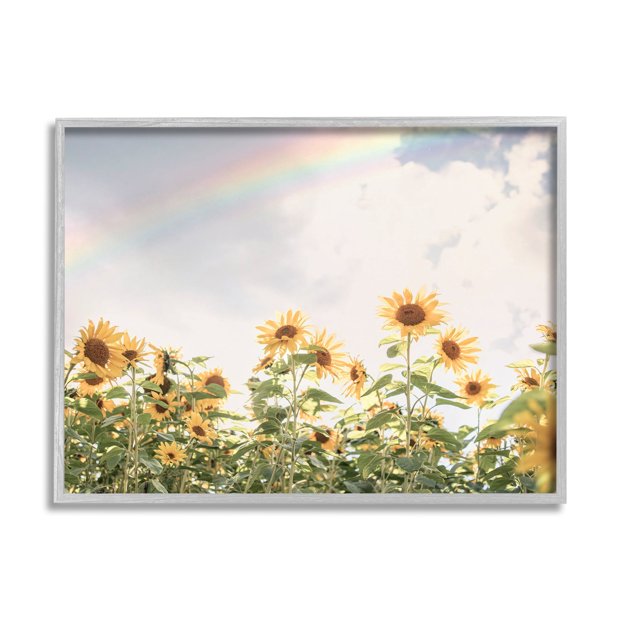 Stupell Industries Rainbow over Sunflowers Botanical & Floral Photography Gray Framed Art Print Wall Art, 14 x 11