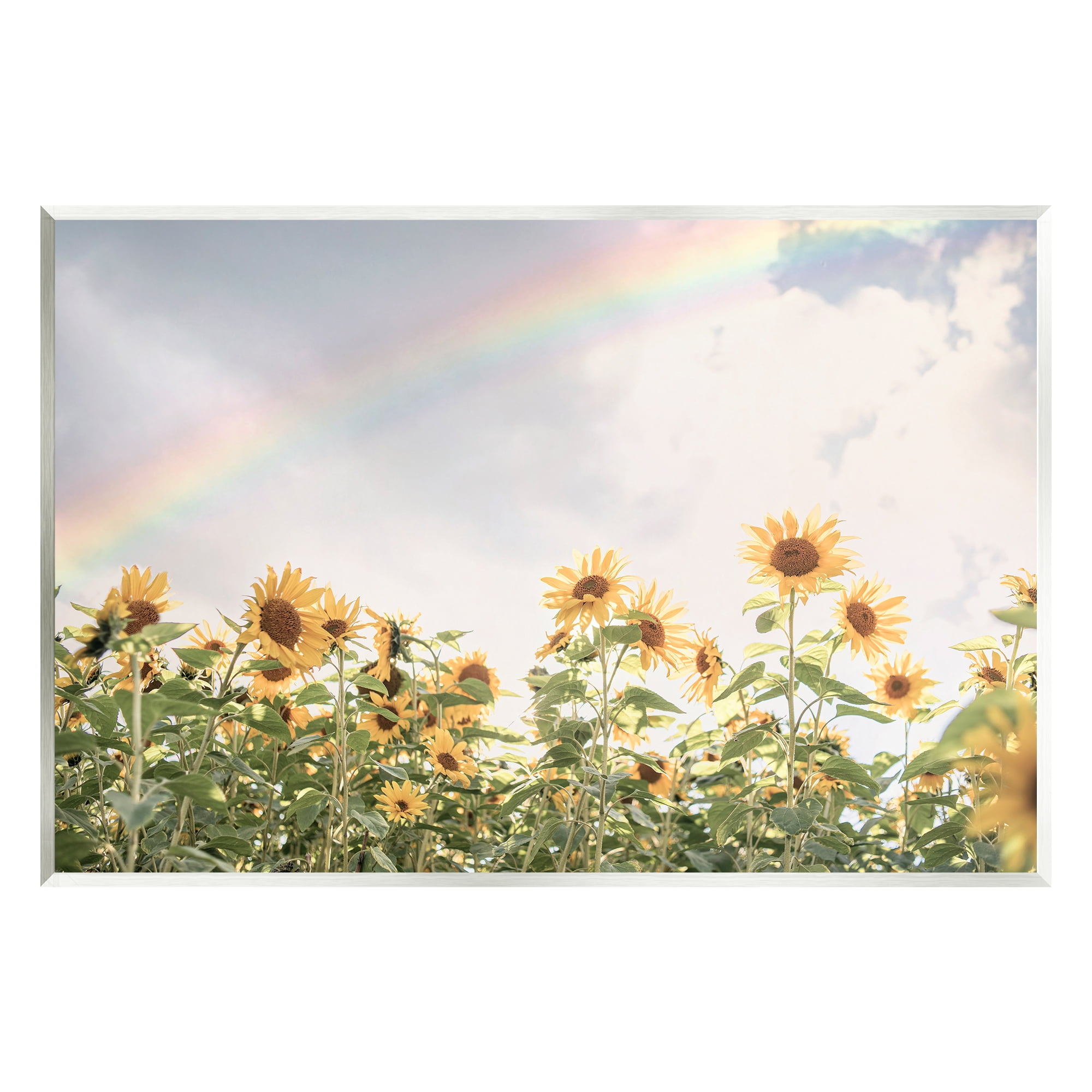 Stupell Industries Rainbow over Sunflowers Botanical & Floral Photography Unframed Art Print Wall Art, 19 x 13