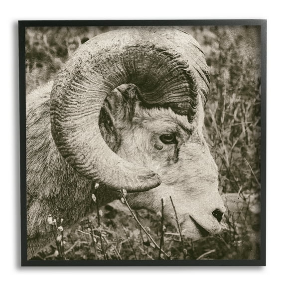 Stupell Industries Ram Horn Portrait Animals & Insects Photography Black Framed Art Print Wall Art, 12 x 12